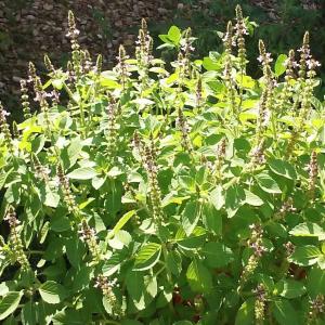 Tulsi plant with best quality| Holy Basil plant | Tulsi ka paudha online |